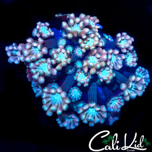 ULTRA RAINBOW ALVEOPORA