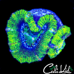 ULTRA PATTERN ACAN DOUBLE
