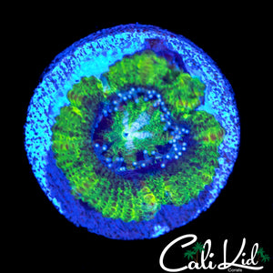 ULTRA PATTERN ACAN