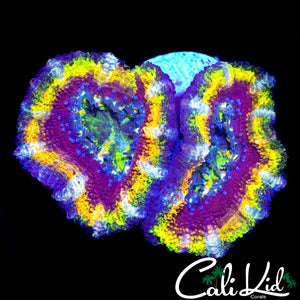 INSANE RAINBOW ACAN DOUBLE