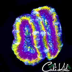 INSANE RAINBOW ACAN DOUBLE