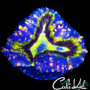 RAINBOW SPECKLED LOBO