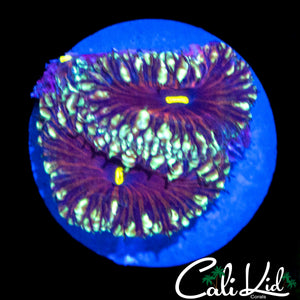 GOLDEN EYE BLASTO DOUBLE