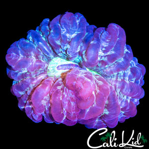 BUBBLE TRI COLOR CYNARINA
