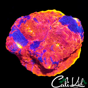 RAINBOW CHALICE CHUNK