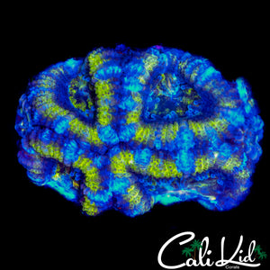 ULTRA SLICE ACAN QUAD