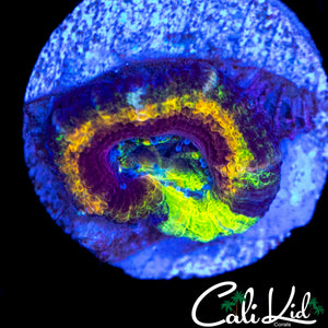 ONE OF A KIND ACAN