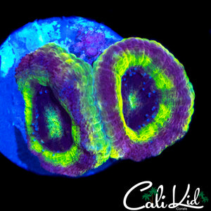 RAINBOW ASIAN ACAN DOUBLE