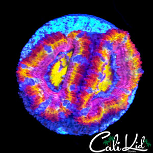 CK PINK DYNASTY ACAN DOUBLE (RARE)