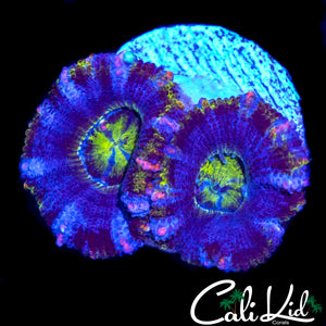 PINK STRIPE ACAN DOUBLE