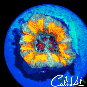 CK UNRELEASED ACAN