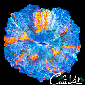 RARE TEAL ACANTHO