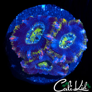 PINK STRIPE ACAN TRIPLE