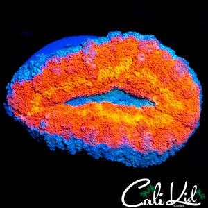 RAINBOW RING LOBO