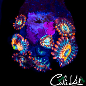 CB WHITE ZOMBIE MINI COLONY