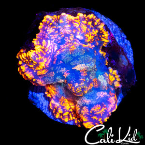 UTLRA RAINBOW RHODACTIS
