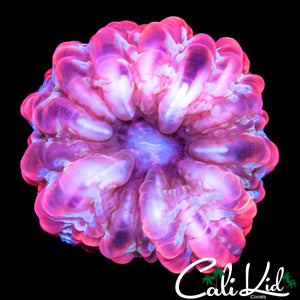 PINK BLOSSOM CYNARINA