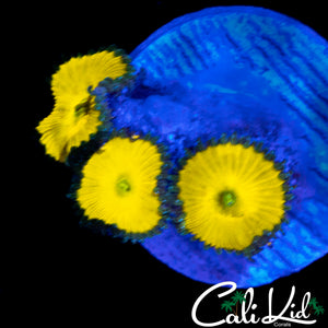 CK SOLAR DEITY TRIPLE
