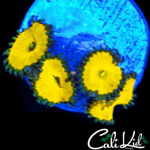 CK SOLAR DEITY QUAD