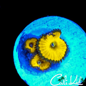 CK SOLAR DEITY TRIPLE