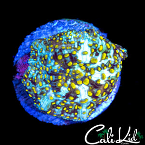 SPOTTED DISCO MUSHROOM