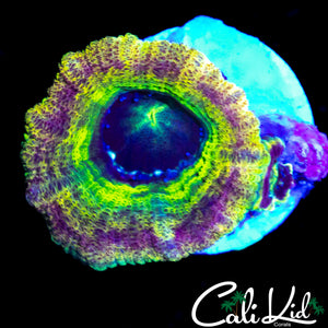 RAINBOW ASIAN ACAN