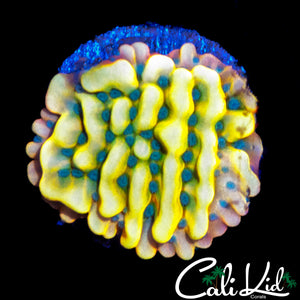 RAINBOW PHOENIX MONTI