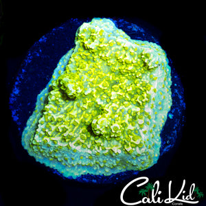 TYREE NEON GREEN MONTI