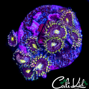 CK ANTI MATTER ZOA COLONY