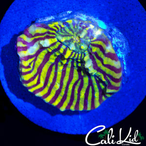 BEAUTIFUL CONVICT CHALICE