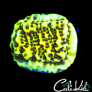 CK YELLOW SIZZLE MONTI