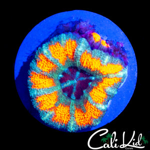 CK UNRELEASED ACAN W/ BABY