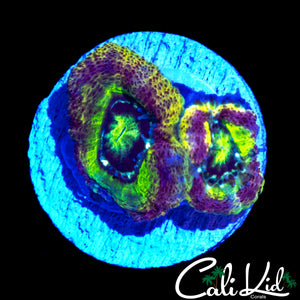 RAINBOW ASIAN ACAN DOUBLE