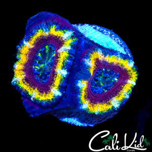 RAINBOW RING ACAN DOUBLE