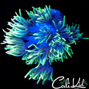 FEATHER DUSTER GONI