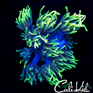 FEATHER DUSTER GONI