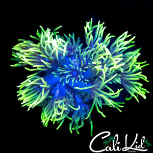 FEATHER DUSTER GONI