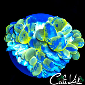 ULTIMATE SPLATTER BUBBLE CORAL