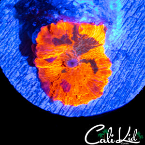 AWESOME CANDY CRUSH MUSHROOM