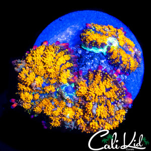 OG GOLDEN GONZO SHROOM ROCK