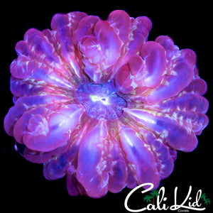 RAINBOW SWIRL CYNARINA