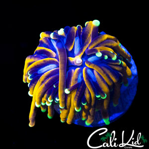 AQUACULTURED MALAYSIAN GOLD TORCH