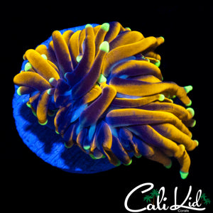 AQUACULTURED MALAYSIAN GOLD TORCH