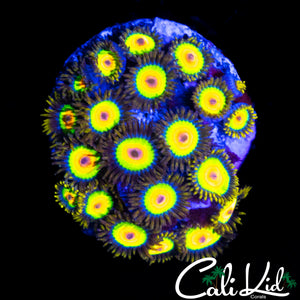 RASTA ZOA MINI COLONY