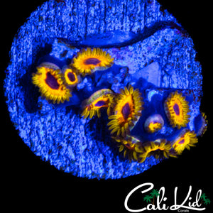 GREAT OWL ZOA COLONY