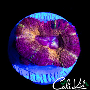 NEVER SEEN BEFORE ASIAN ACAN