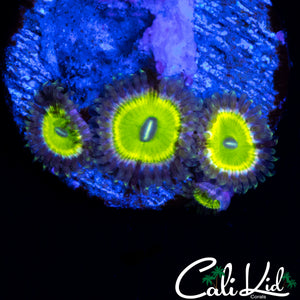 MYSTERY ZOA QUAD