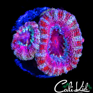 CANDY CANE ACAN DOUBLE