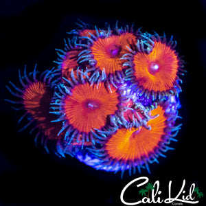 SCARLETT PALY MINI COLONY