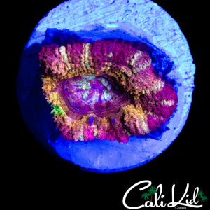 NEVER SEEN BEFORE ASIAN ACAN